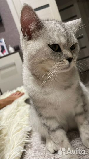 Кот шотландец