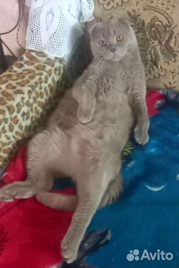 Британский кот для вязки