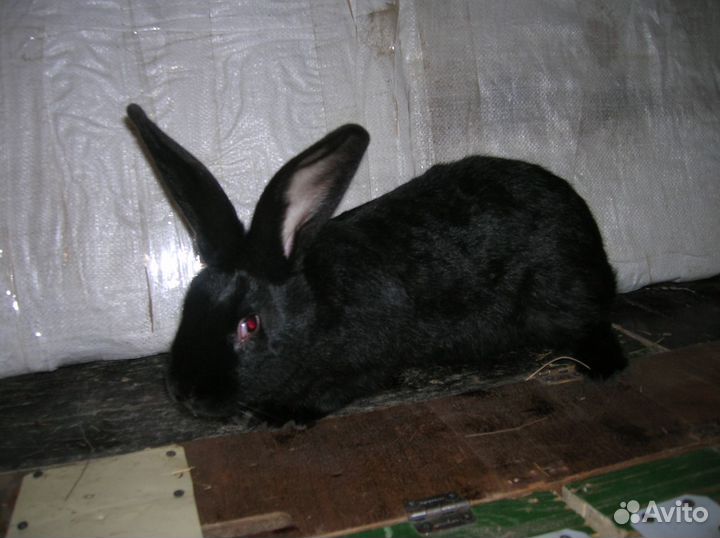 Кролики нпв