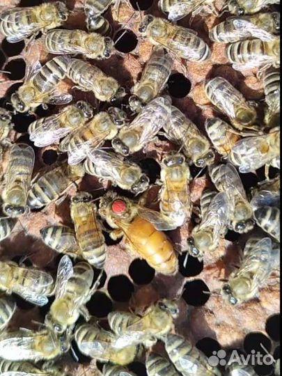 Пчеломатки 2024