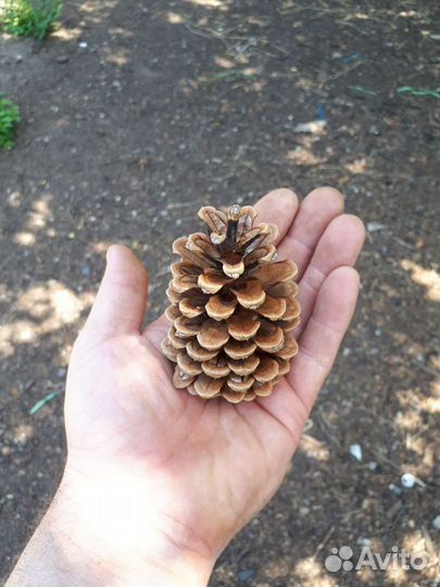 Шишки сосновые для декора много