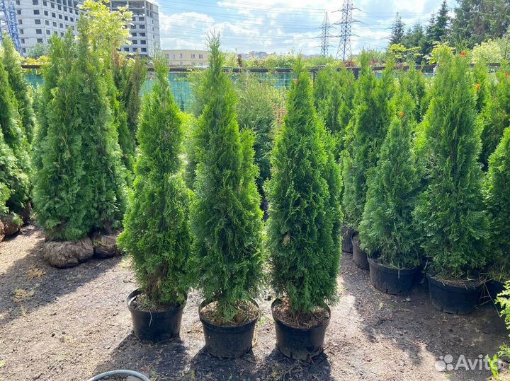 Туя Смарагд Оптом