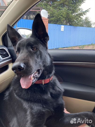 Восточно-европейская овчарка вязка