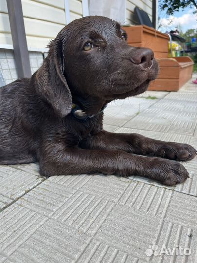 Шоколадный лабрадор