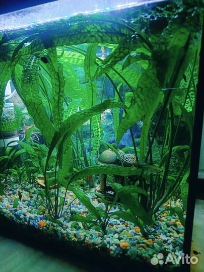 Аквариумные растения