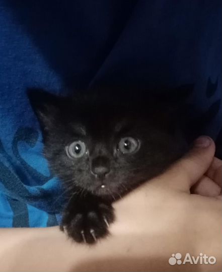 Котята в добрые любящие руки