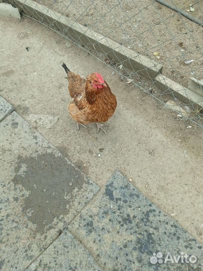 Куры петухи