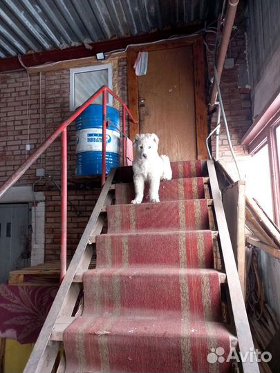 Вязка алабай