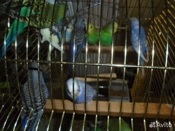 Попугаи волнистые