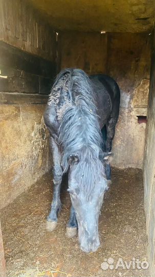 Жеребенок полтора годовалый