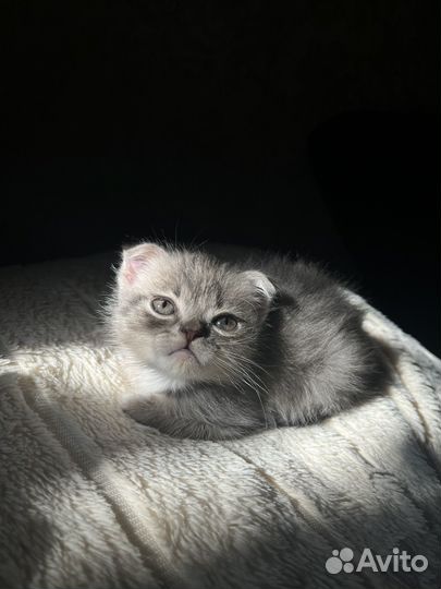 Шотландские котята