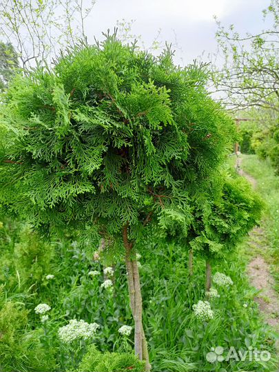 Туя западная, форма шаровидная стриженная