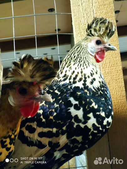 Ия Аппенцеллер