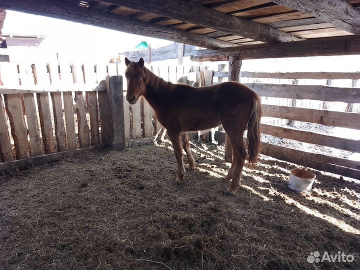 Продам лошадь