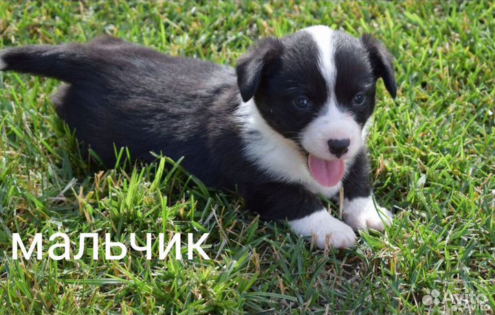 Вельш корги кардиган
