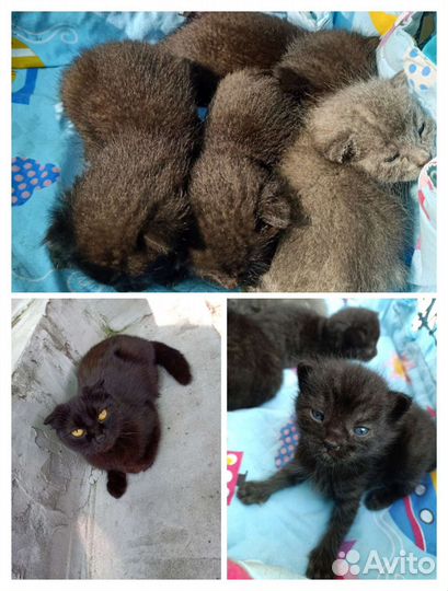 Котята в дар бесплатно