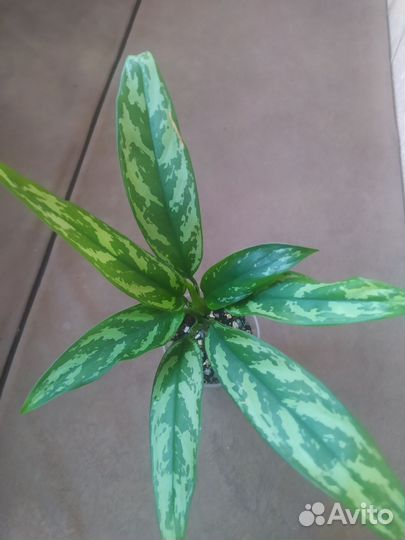 Комнатные растения цветы