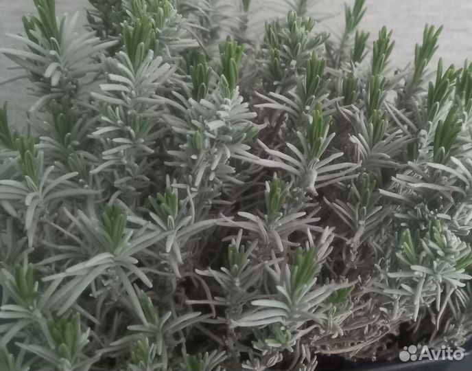 Лаванда манстед