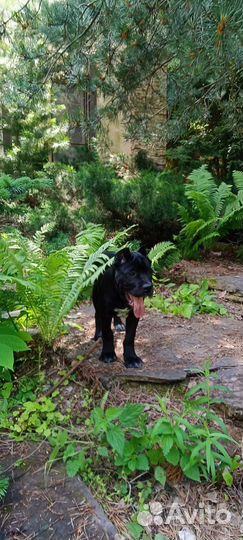 Щенки кане Корсо