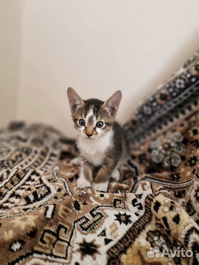Котёнок девочка абиссинской породы в добрые руки