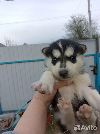 Щенки хаски