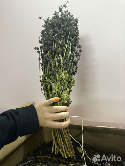 Шалфей в пучках