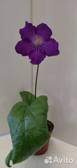 Стрептокарпусы