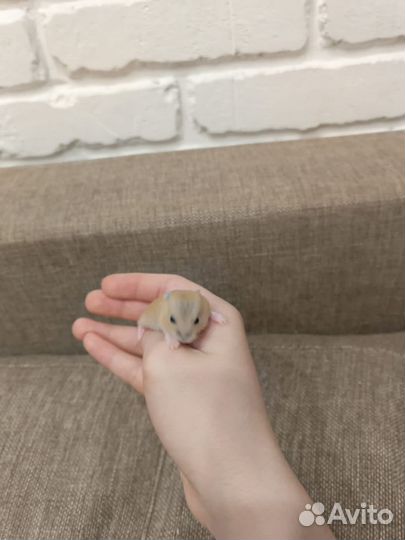 Джунгарский хомяк