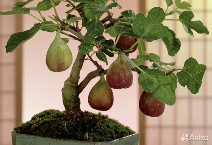 Домашний инжир саженцы