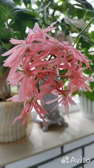 Пеларгония герань