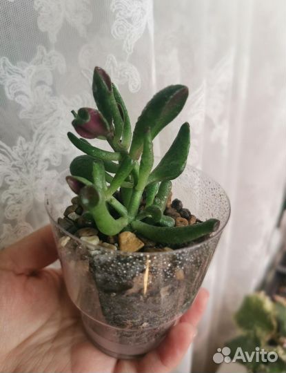 Крассула Хоббит