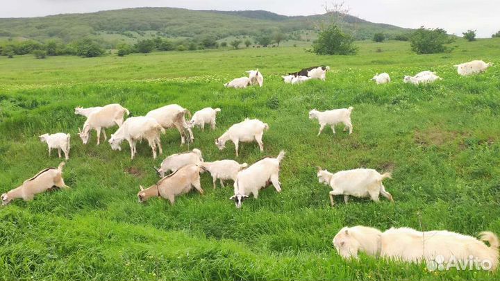 Козы и козлята