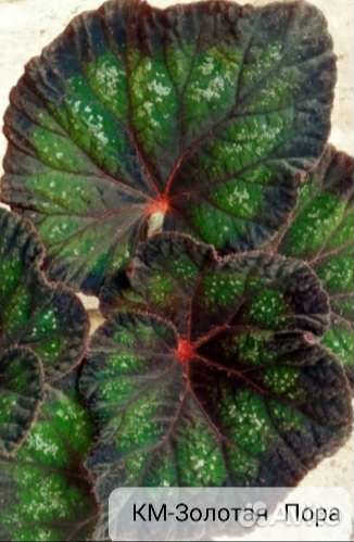 Бегония декоративно лиственная