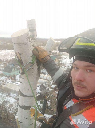 Спил деревьев