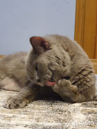Отдадим кошку