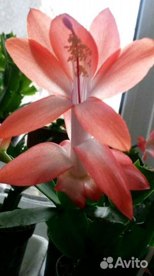 Шлюмбергера (декабрист) 8 сортов