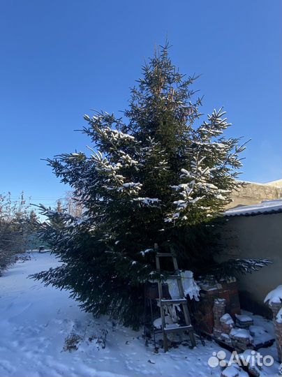 Ель новогодняя живая