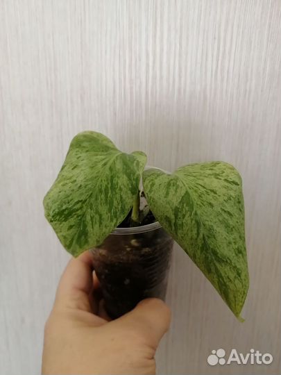 Сциндапсус