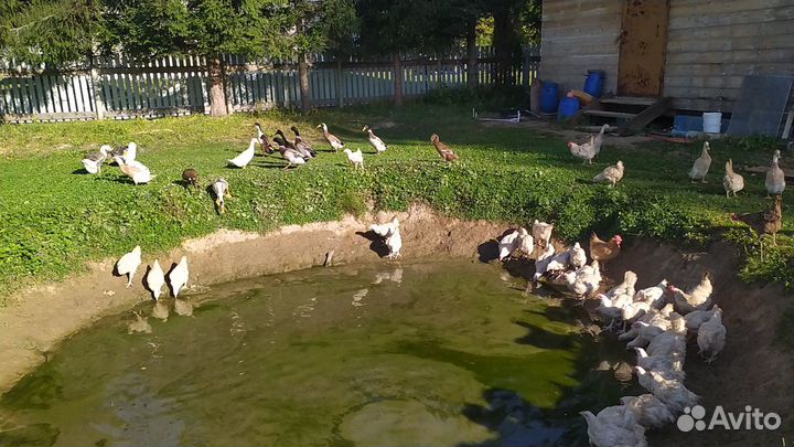 Продажа молодых селезней