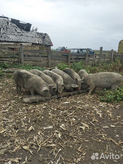 Кабаны и матки