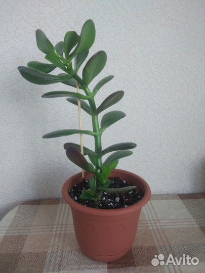 Каланхоэ, Денежное дерево (Крассула, Толстянка)