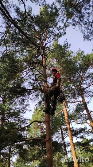 Удаление деревьев. Расчистка участка Шишкин лес