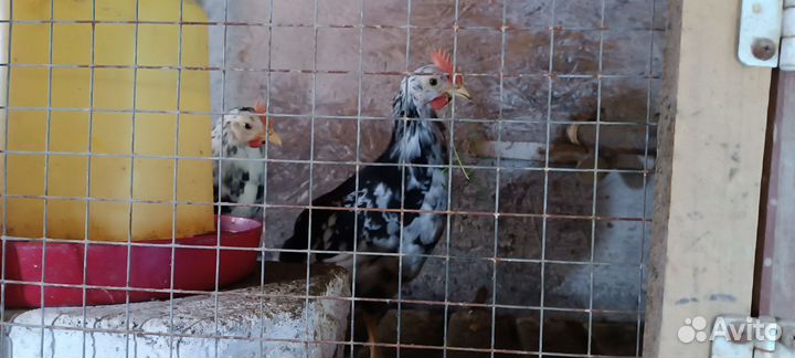 Петушки леггорн долматинец