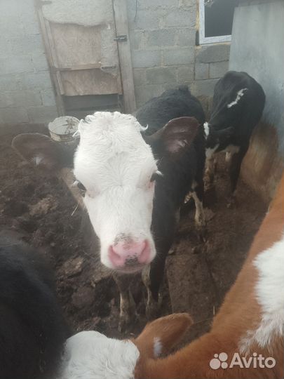 Телята (бычки) от 2.5 мес до 6