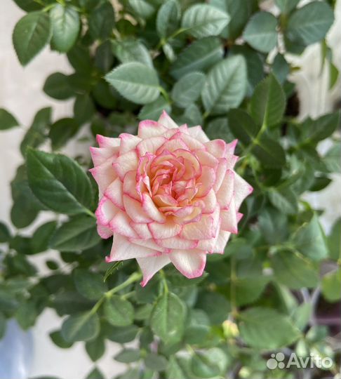 Комнатные цветы розы