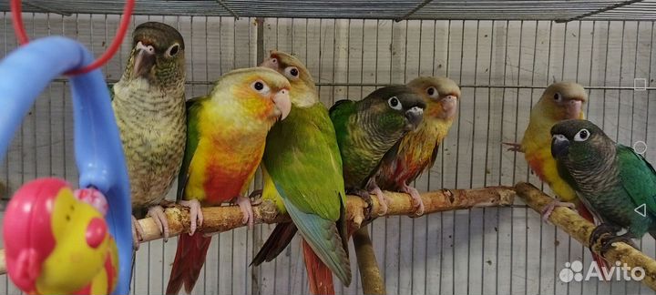 Попугай птенцы Пирруру Ручные