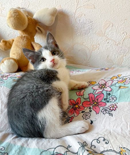 Бело-дымчатый котенок