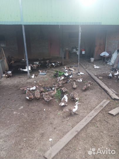 Утки индоутки