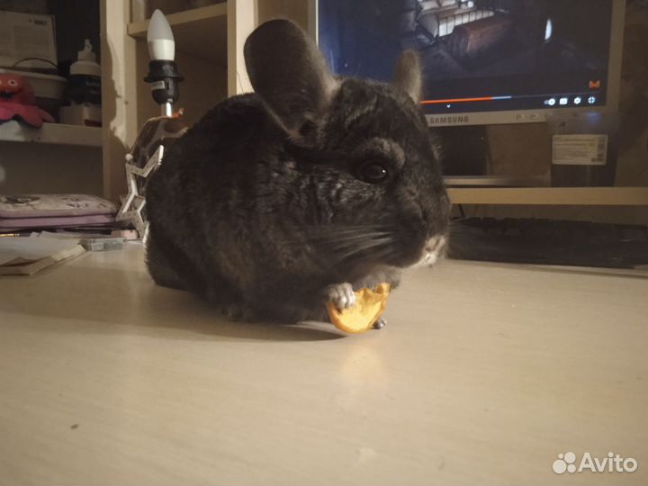 Шиншилла девочка