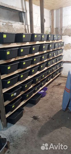 Черви для рыбалки дендробена